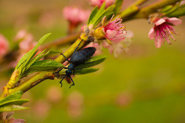 Peach blossom in April. Pink flowers of fruit tree. Meloe proscarabaeus.