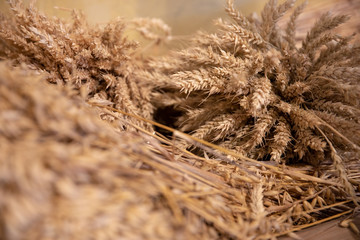 ears of wheat on a white background