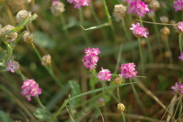 pink flowers in the garden