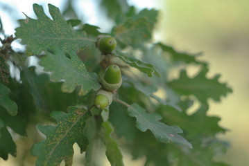 branch of a currant