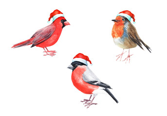 Merry Christmas hatted bird greeting decoration. Hand painted bird bullfinch robin red cardinal  isolated on white illustration. Fun and joy decoration use for kids card, web, cover and prints..