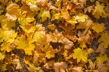 Field of maple leaves. Autumn carpet. Trees threw off foliage.