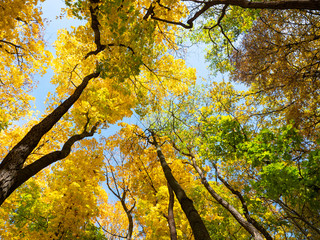Bottom view of the tops of autumn trees