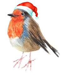 Merry Christmas hatted bird greeting decoration. Hand painted bird robin isolated on white illustration. Fun and joy decoration use for kids card, web, cover and prints..