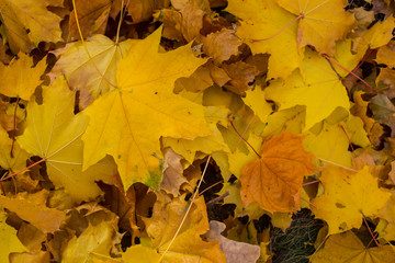 Fototapeta na wymiar Field of maple leaves. Autumn carpet. Trees threw off foliage.