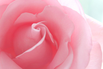 Pink rose on light background, macro view