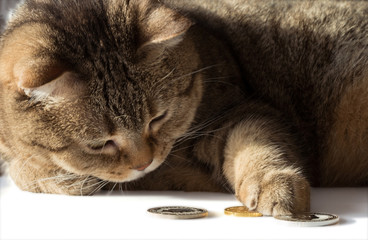 A cat counts gold and silver coins. A rich cat.