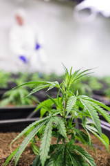 Medizinisches Marihuana Cannabis CBD Indoor Anlage junger Mann pflegt die Marihuana Pflanzen