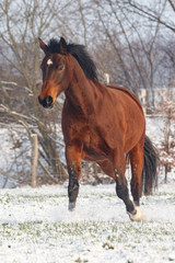 Fototapeta na wymiar Pferd im Winter