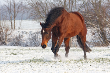 Pferd im Winter