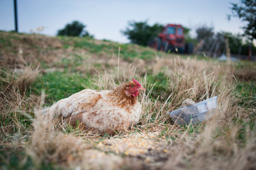 Gallina en el campo