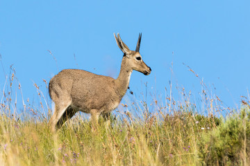 Grey rhebok etched against a clear blue sky in the Mountain Zebra National Park in South Africa