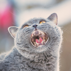 Portrait of a meowing Blue British Shorthair Cat