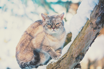 Obraz premium Syjamski kot siedzi na drzewie w ogródzie w śnieżnej zimie
