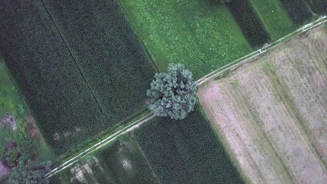 Aerial top view of a farm field in Levico Terme, Italy, during sunrise with drone rotating