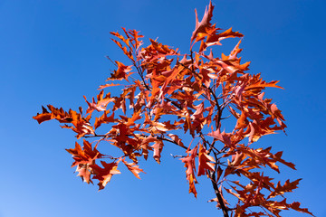 autumn leaves against blue sky