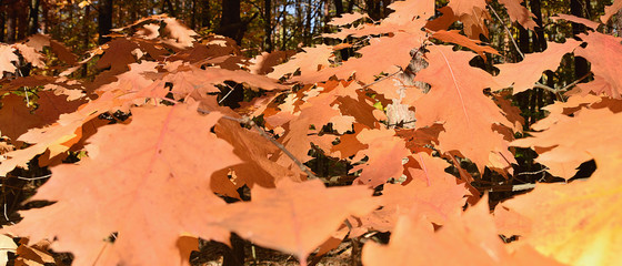 Colorful leaves of tree in autumnal in czech Machuv kraj region on 13th october 2018