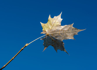 yellow leaf on blue sky background