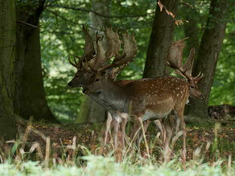 Fallow deer (Dama dama) © dennisjacobsen