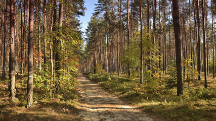 Path in autumnal forest in czech Machuv kraj region on 13th october 2018