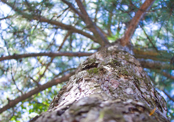 крона сосны снятая снизу © solyaris73