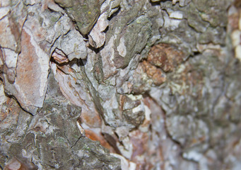 кора сосны, текстура