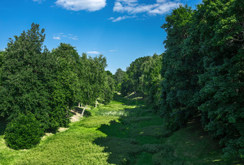 Forest landscape in summer