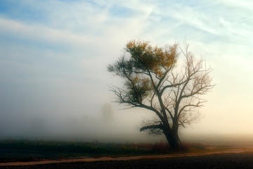 Fototapeta na wymiar alba con nebbia nella campagna abruzzese