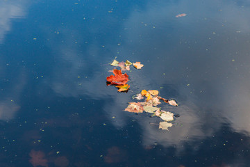 yellow leaves are floating in the water of the pond, a reflection of the sky background
