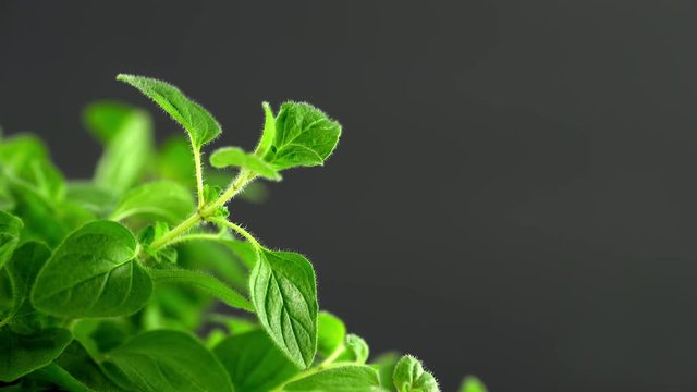 Sch&ouml;ner Oregano Strauch vor schwarzem Hintergrund