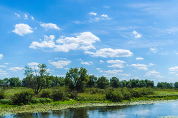 Obraz na płótnie Canvas Swamp marshland water landscape. Green forest, and small river on a background of daylight with a blue sky and white clouds. Belarusian Polesie. Pripyat National Park