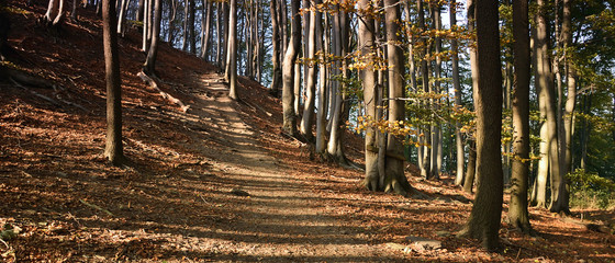 Path in autumnal forest on Maly Bezdez hill in czech Machuv kraj region on 13th october 2018