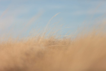 Prairie grass in fall