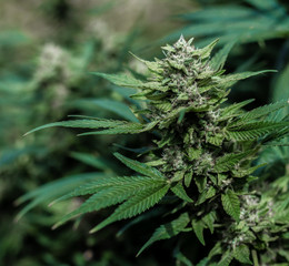 Medizinische CBD Marihuana Cannabis Pflanze mit Blüte