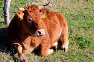 Limousin cow in the Netherlands, state Limburg