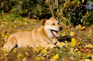 Dog lying in autumn leaves on a sunny day