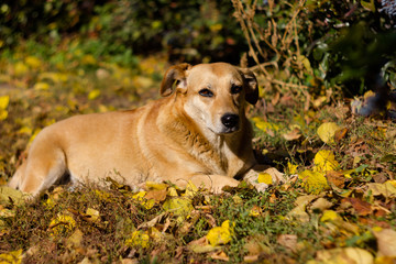 Dog lying in autumn leaves on a sunny day