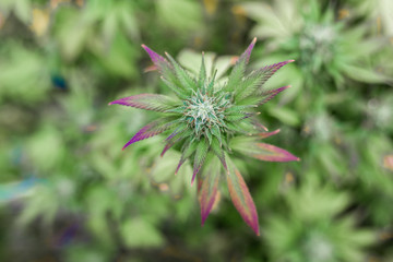 Medizinische CBD Marihuana Cannabis Pflanze mit Blüte Vogelperspektive 