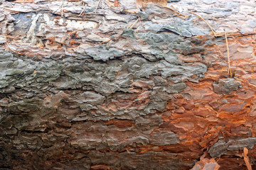 Closeup Old pine bark. Brown tree texture. Background