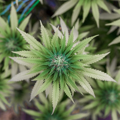 Naklejka na ściany i meble Medizinische CBD Marihuana Cannabis Pflanze mit Blüte Vogelperspektive 