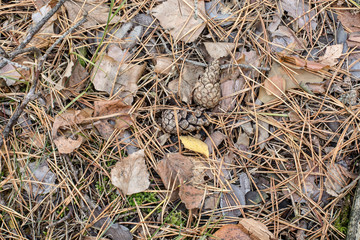 Autumn background. fallen cones, needles and leaves in the forest.