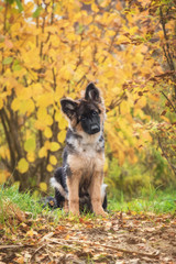 German shepherd puppy in autumn