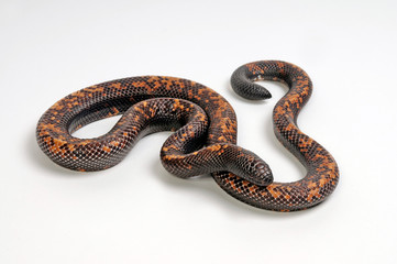Naklejka premium Erdpython (Calabaria reinhardtii) - Calabar ground boa