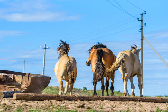 Horses on the farm in the summer.