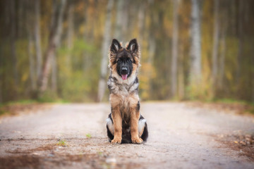 German shepherd puppy sitting on the road in autumn