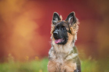 German shepherd puppy in autumn