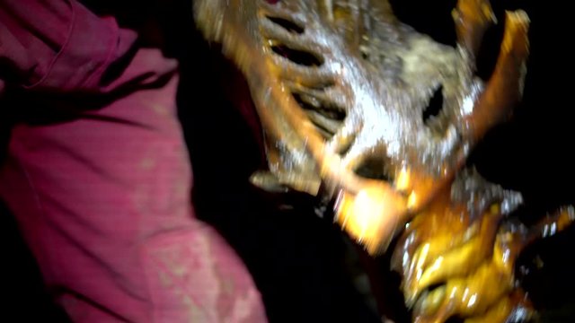 Cavers discover bones of extinct Giant Moa in caves in New Zealand - examining the pelvis