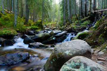 Mountain stream in Carpathian Mountains. Around the tall trees, stones and splashes of water.