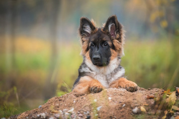 German shepherd puppy in autumn