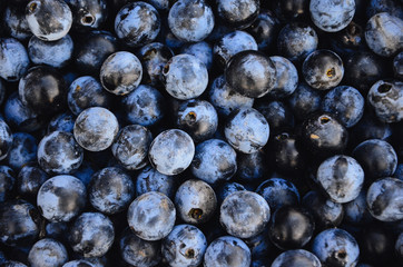 Blue sloe berries. Blue blackthorn berries - obrazy, fototapety, plakaty